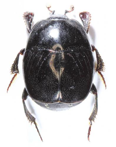 Réf. 194 460 : Saprinus planiusculus